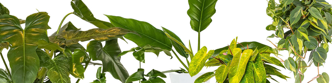 A collection of Rare Philodendron Plants