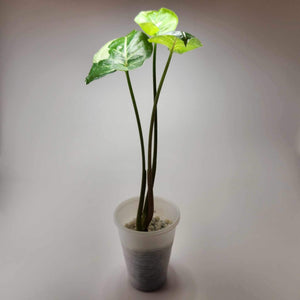 Syngonium Panda C