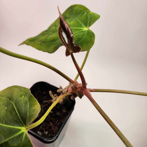 Anthurium Red Crystallinum x Ree Papillilaminum