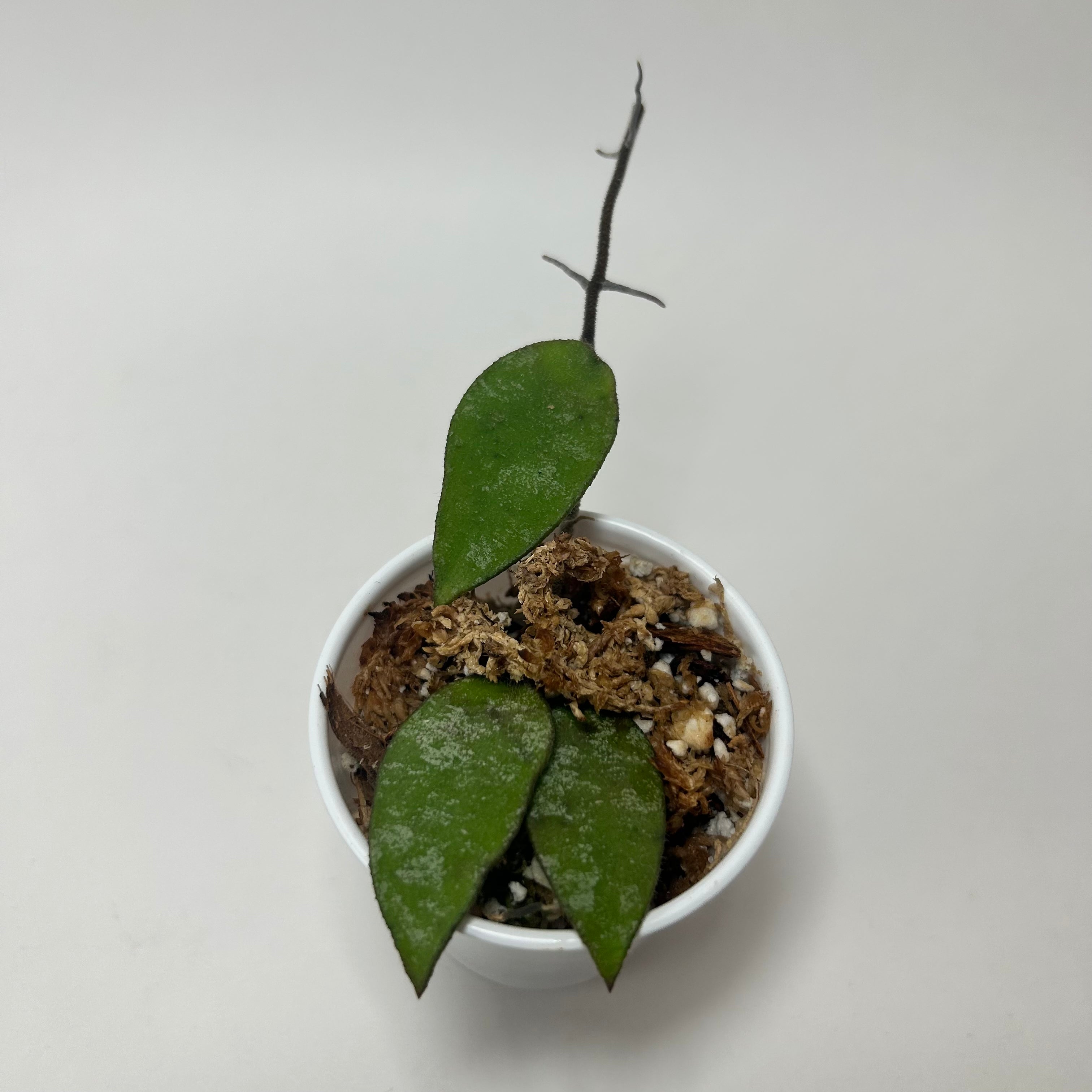 Home / Products / Hoya Flagellata Splash I