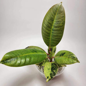 Ficus Shivereana C