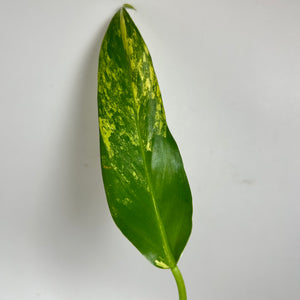 Philodendron Variegated Domesticum (C)