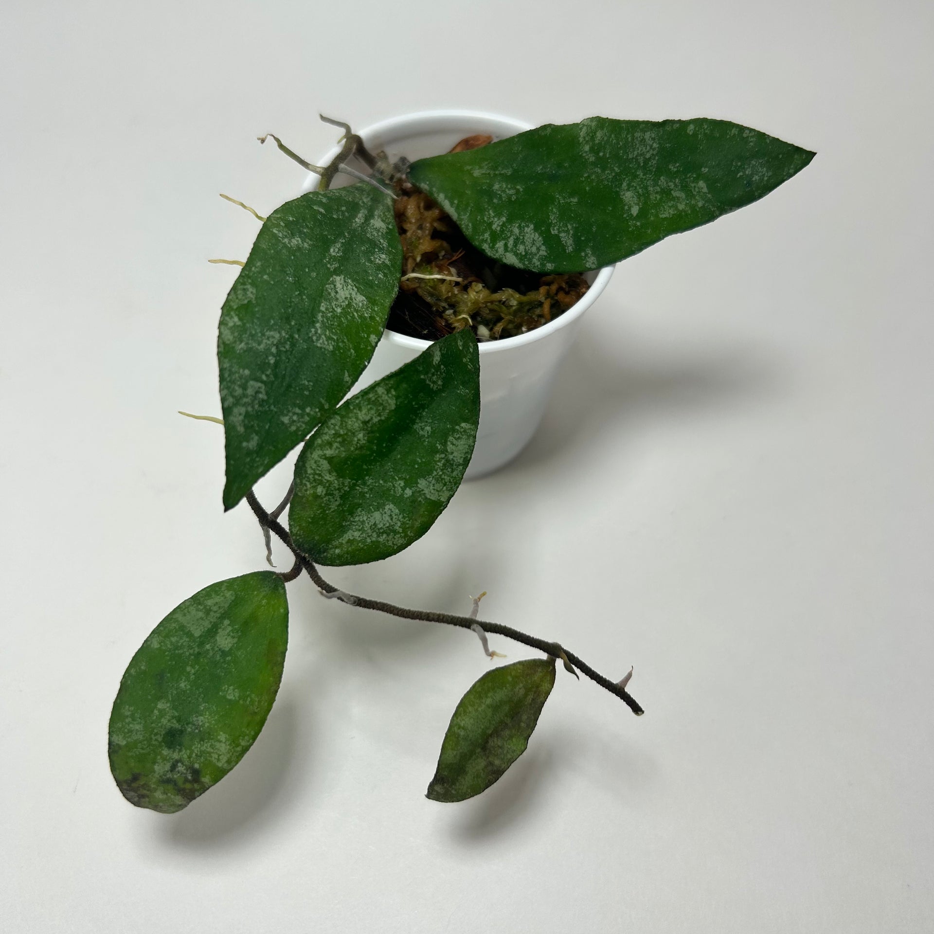 Hoya Flagellata Splash F – Not A Plant Addiction