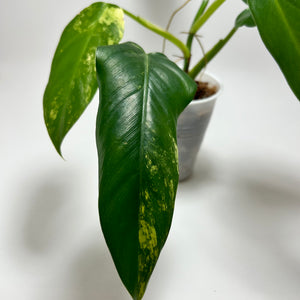 Philodendron Variegated Domesticum (C)