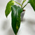 Philodendron Variegated Domesticum (C)