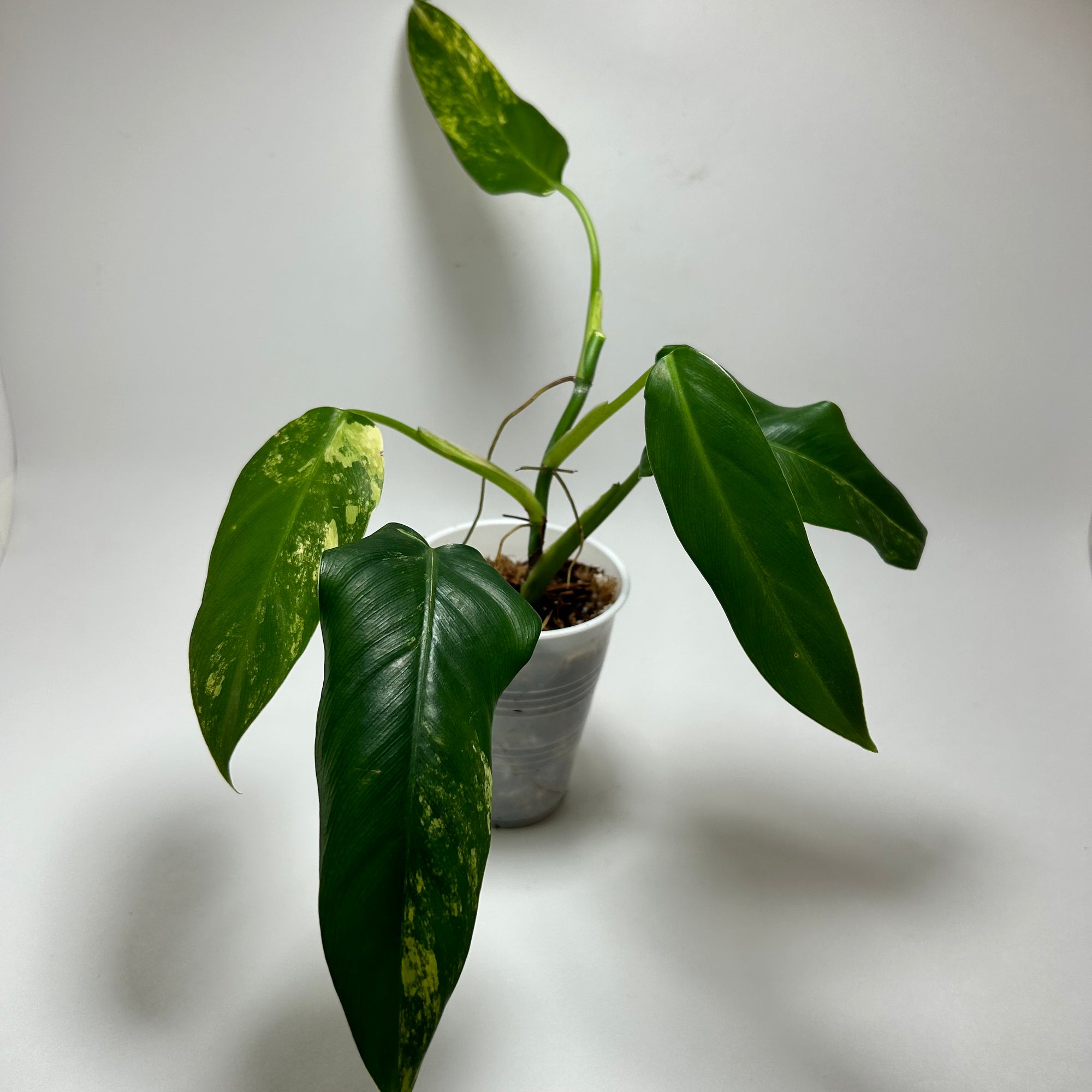 Philodendron Variegated Domesticum (C)