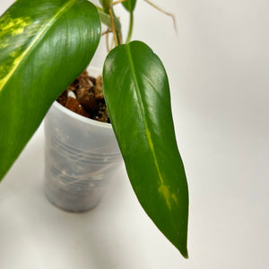 Philodendron Variegated Domesticum (B)