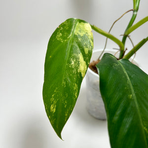 Philodendron Variegated Domesticum (C)