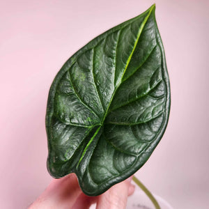 Alocasia Variegated Dragon Scale A