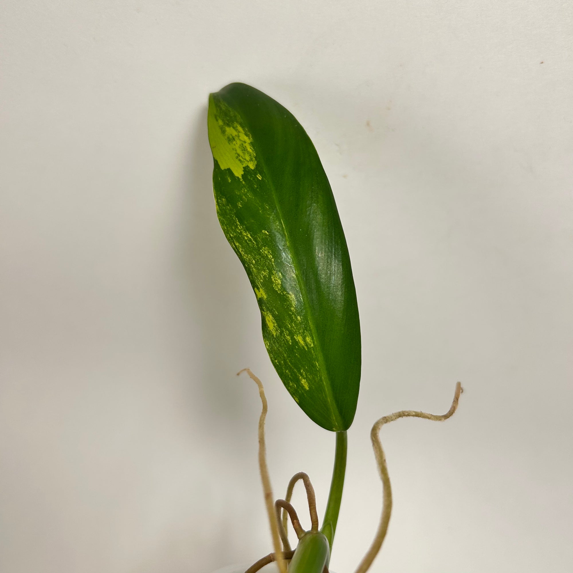 Philodendron Variegated Domesticum (B)