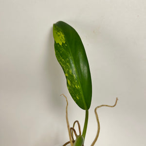 Philodendron Variegated Domesticum (B)