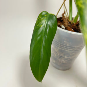 Philodendron Variegated Domesticum (B)