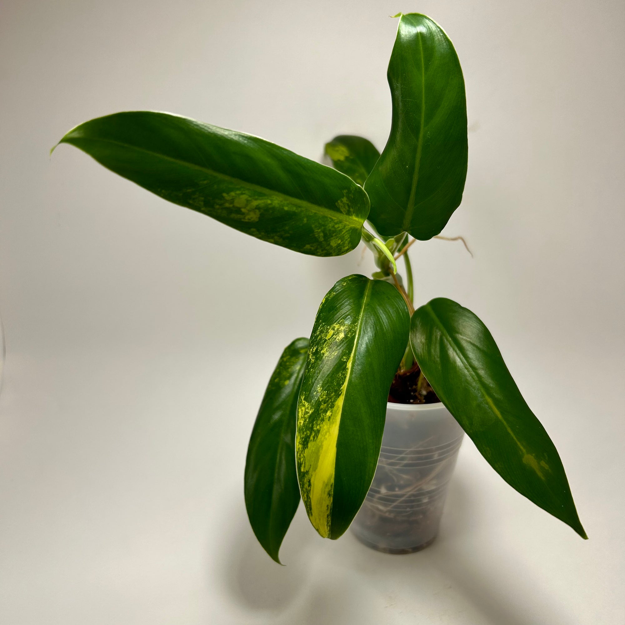 Philodendron Variegated Domesticum (B)