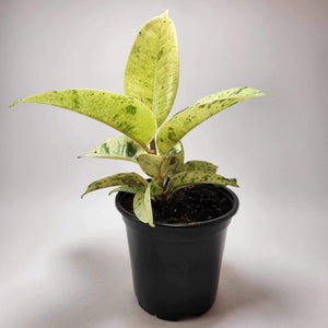 Ficus Shivereana A