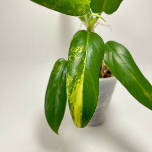 Philodendron Variegated Domesticum (B)