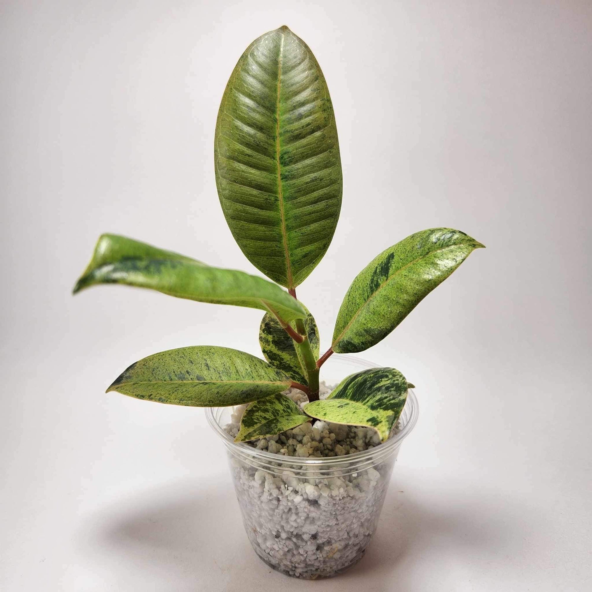 Ficus Shivereana C