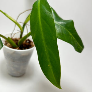 Philodendron Variegated Domesticum (C)