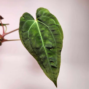 Anthurium Red Crystallinum x Ree Papillilaminum