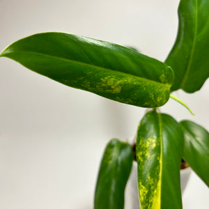 Philodendron Variegated Domesticum (B)