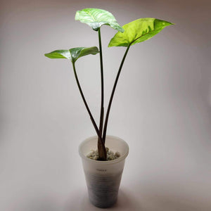 Syngonium Panda B