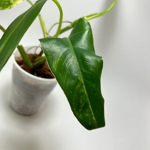 Philodendron Variegated Domesticum (C)