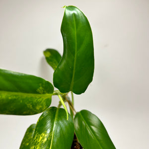 Philodendron Variegated Domesticum (B)