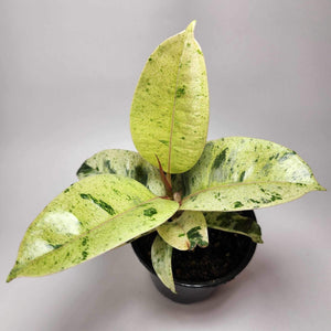 Ficus Shivereana A