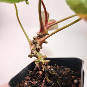 Anthurium Red Crystallinum x Ree Papillilaminum