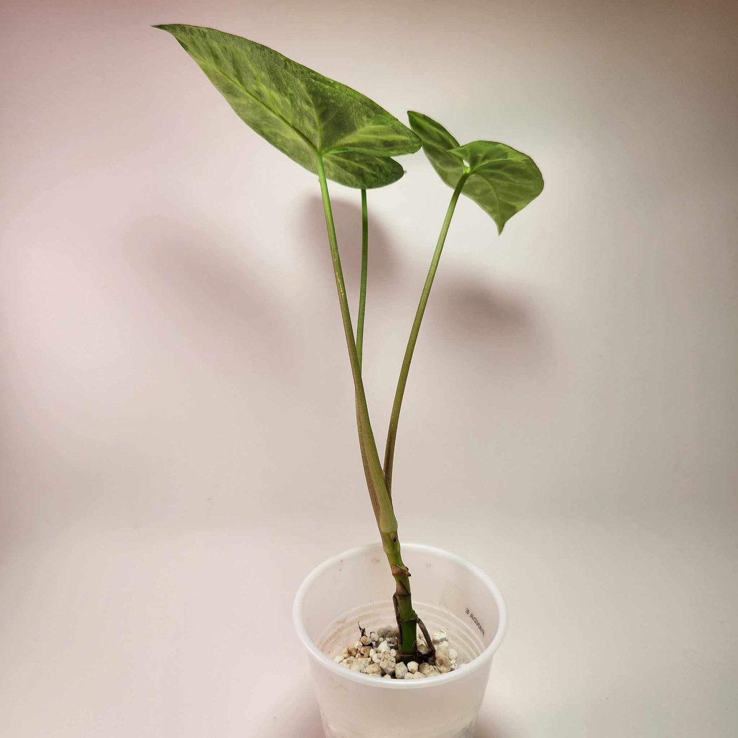 Syngonium Panda E