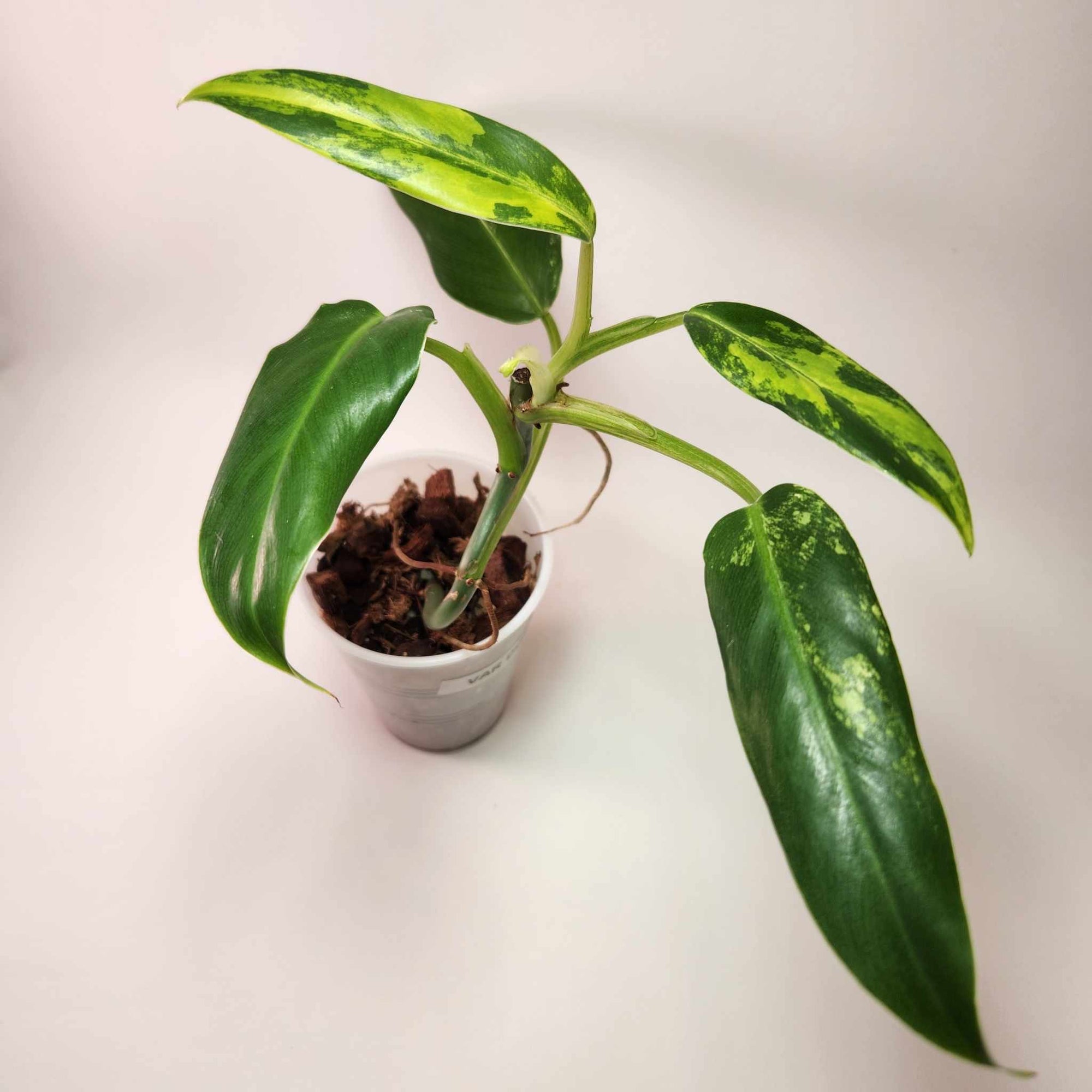 Philodendron Variegated Domesticum (A)