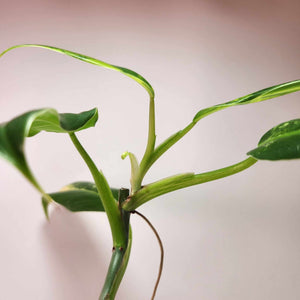 Philodendron Variegated Domesticum (A)