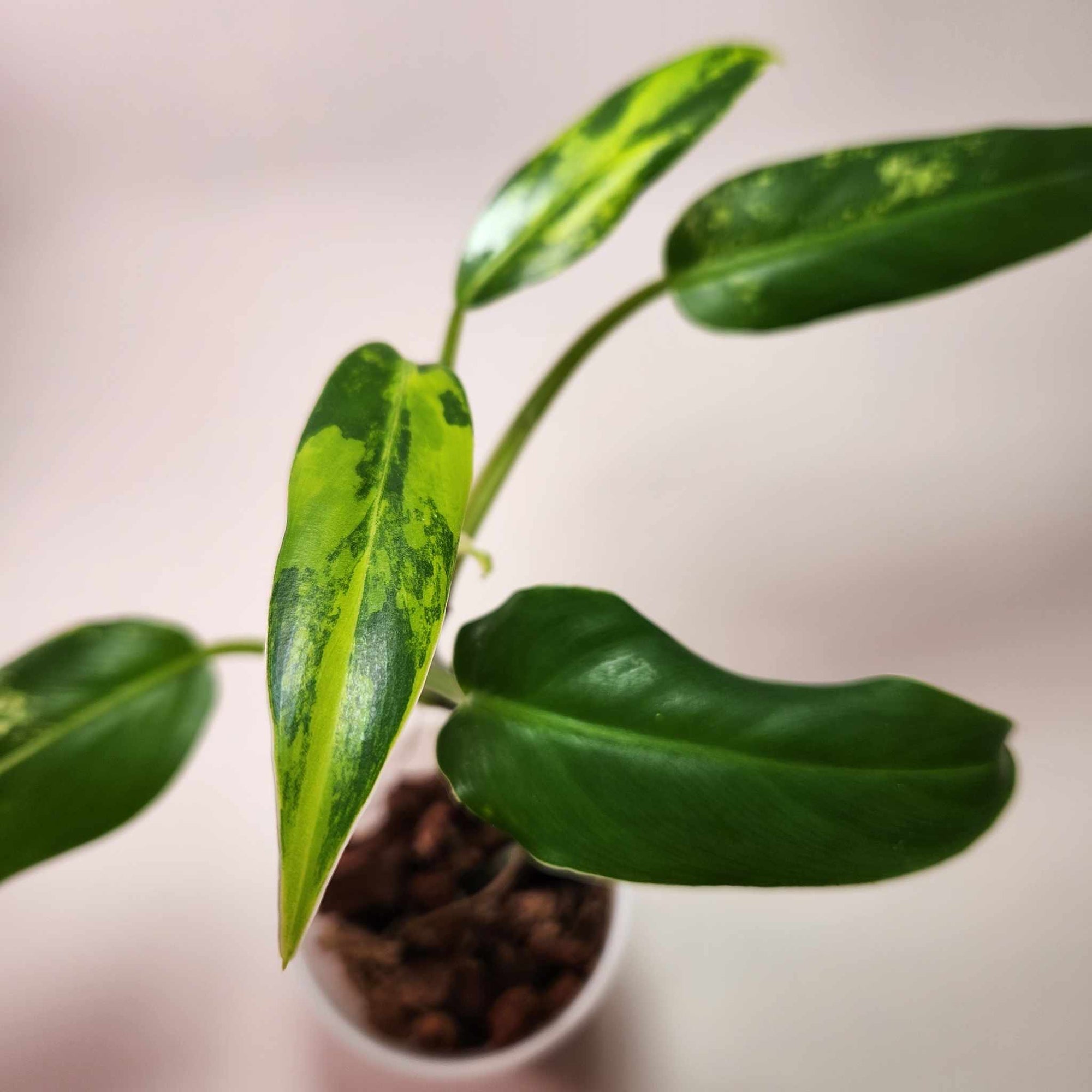 Philodendron Variegated Domesticum (A)