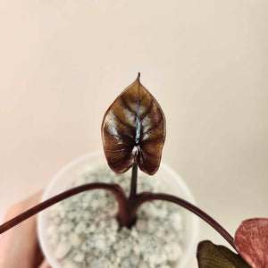 Alocasia Variegated Serendipity B