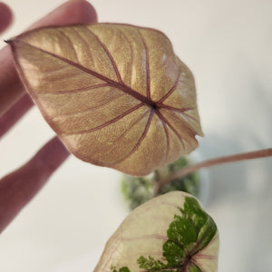 Alocasia Serendipity Variegated A