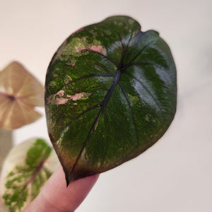 Alocasia Serendipity Variegated A