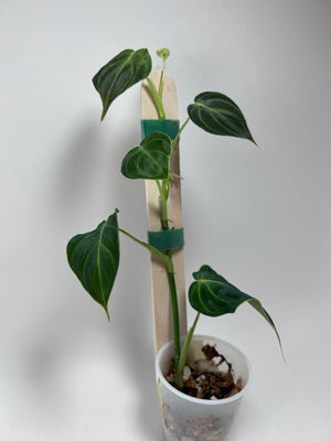 Philodendron Melanochrysum (B)