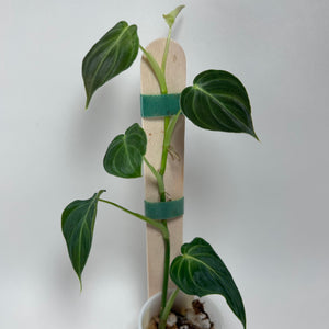 Philodendron Melanochrysum (B)